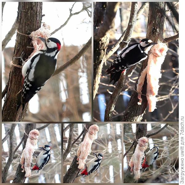 Пёстрый дятел