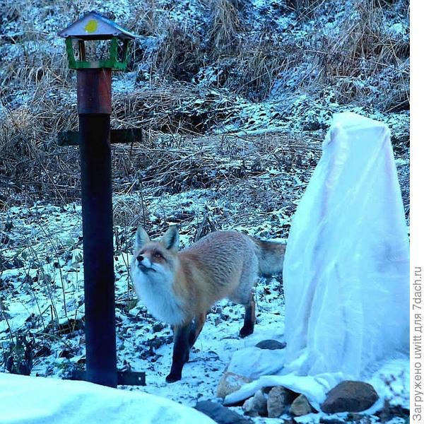 Лисы ловят котов(((