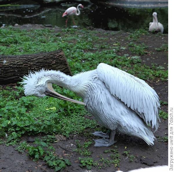 Мокрый пеликан)))