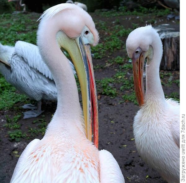Розовый пеликан