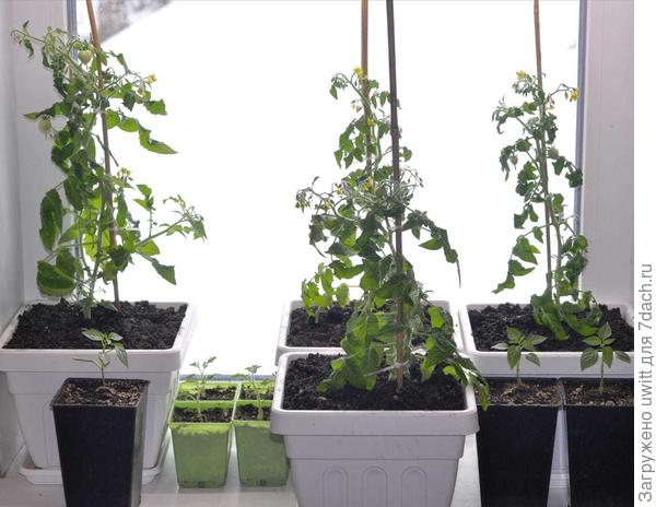 Подрастают новые жертвы из семян РО Томат F1 Патио Блэк и Перец пикантный F1 Шашлычок