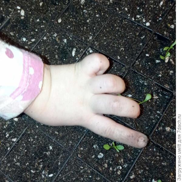 Пикировка, дочь делает лунки пальцем))