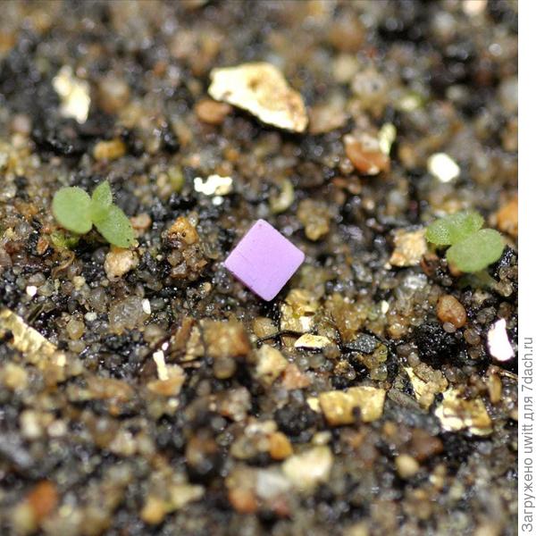 Молодило Горная Королева, размер квадрата 2,5х2,5 мм