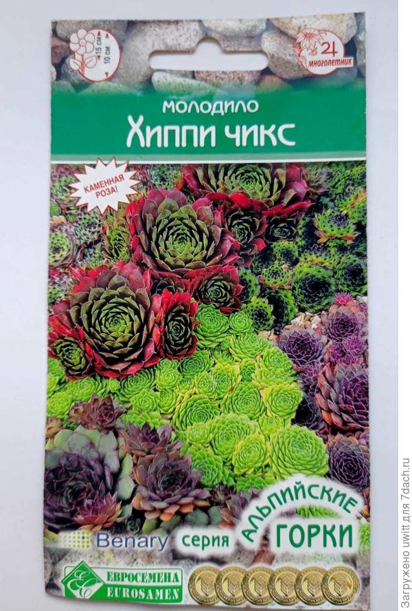 Семена молодило Хиппи Чикс