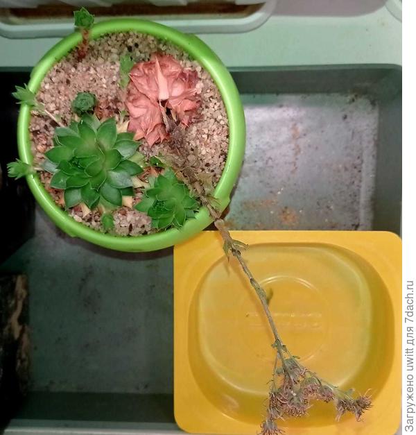 Полегание цветоноса после цветения