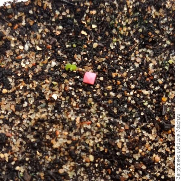 Молодило Хиппи Чикс, размер квадрата 2,5х2,5 мм