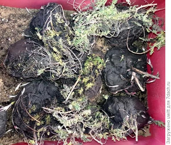 Перед отправкой на зимовку