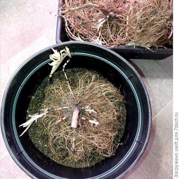 Посадка по новым горшочками под чутким присмотром дочки