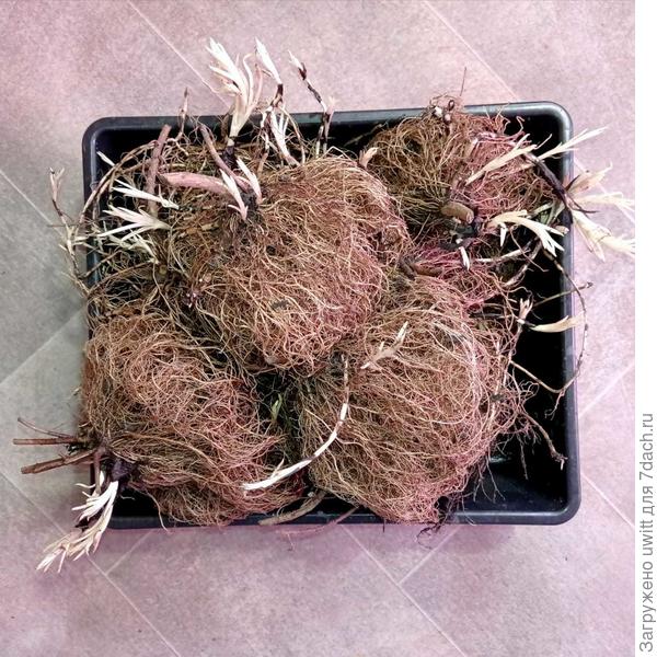 После промывки грунта