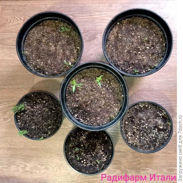 Результат Радифарм