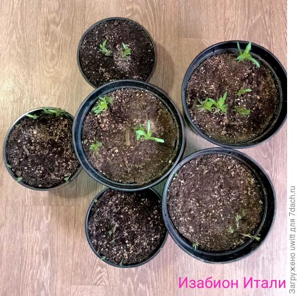 Результат Изабион