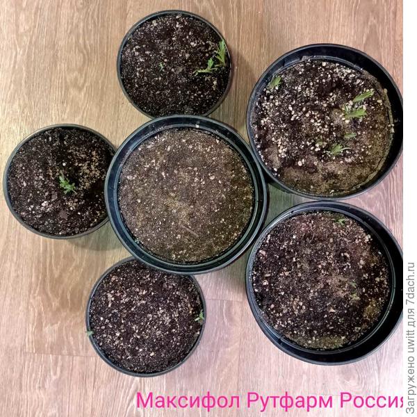 Результат Максифол Рутфарм