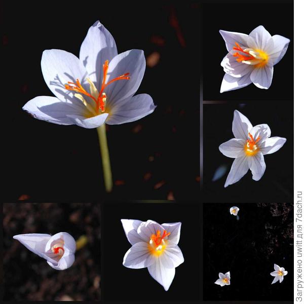 Клумба с Зефиром