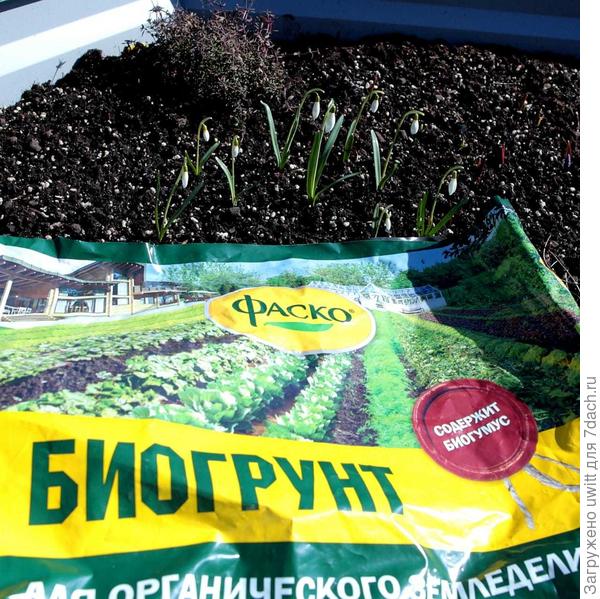 Без рыхлой почвы подснежникам никуда