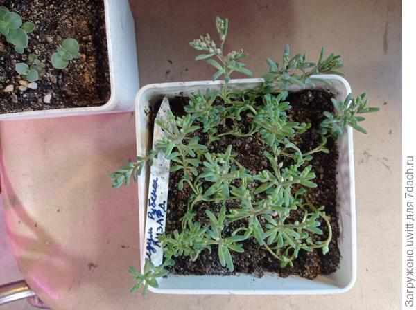 Седум Лизард от Беллы, посев 11.03. уже начинает цвести