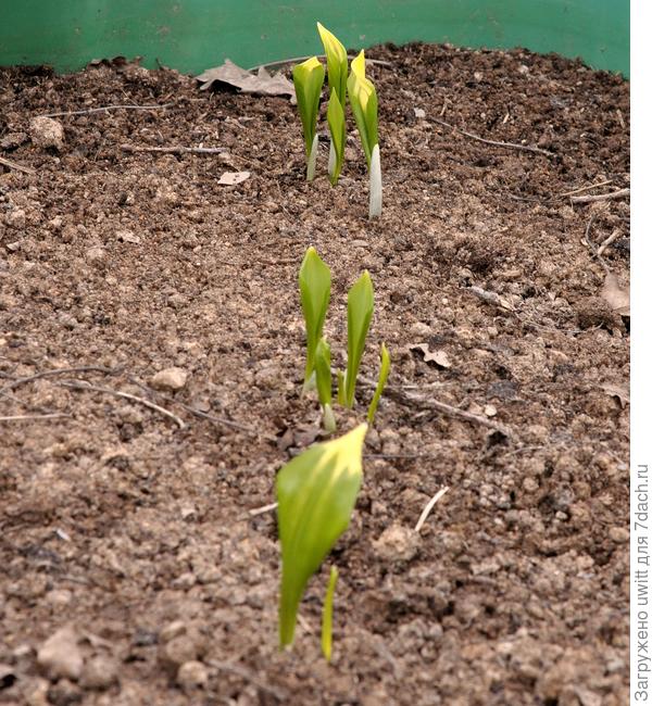 Подзимний посев "Медвежонок" с осени 2020 дал три ростка