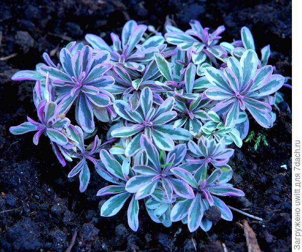 Арабис осенью