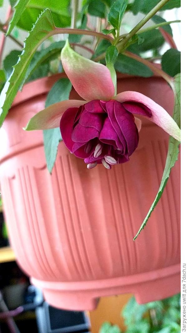 Мамина жительница