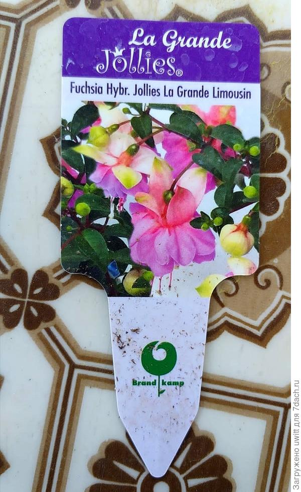 Ярлычок новой лапочки — сорт подтверждён