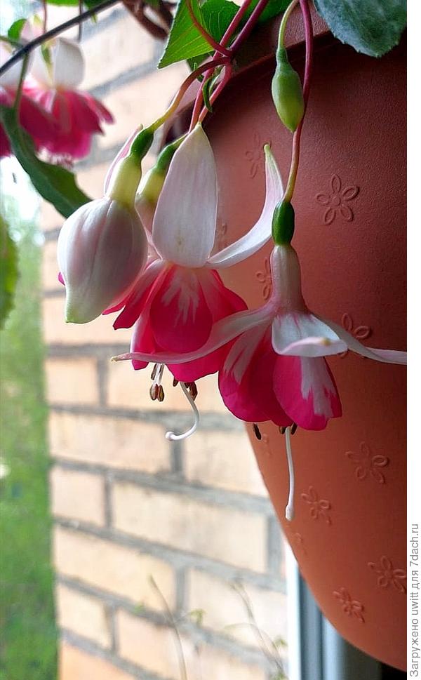 Ампельная фуксия Флаинг Скотслин у мамы