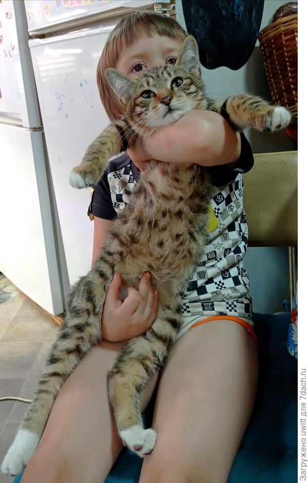 Котёнок курильского бобтейла Гай