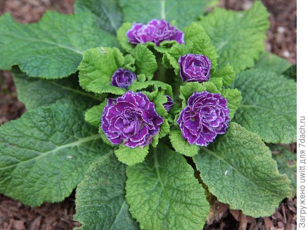 Неугомонная примула в подружки клематису