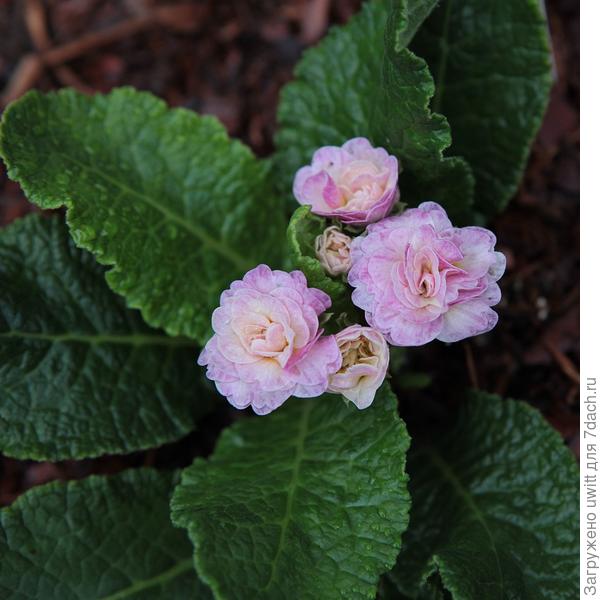 Pink Ice в июле