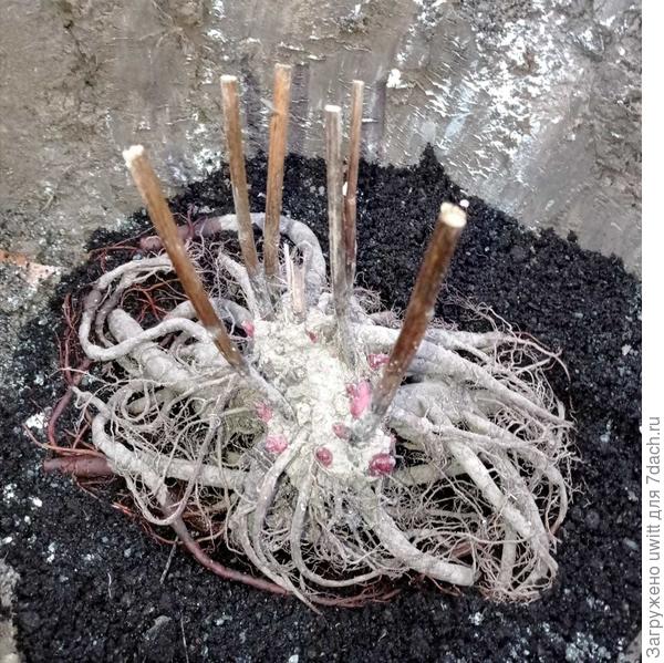 Корневище в золе