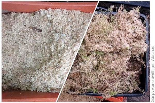 Материалы хранения корневищ пионов