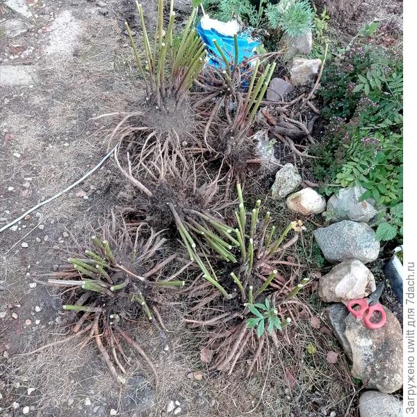 Выкопка под деление и посадку