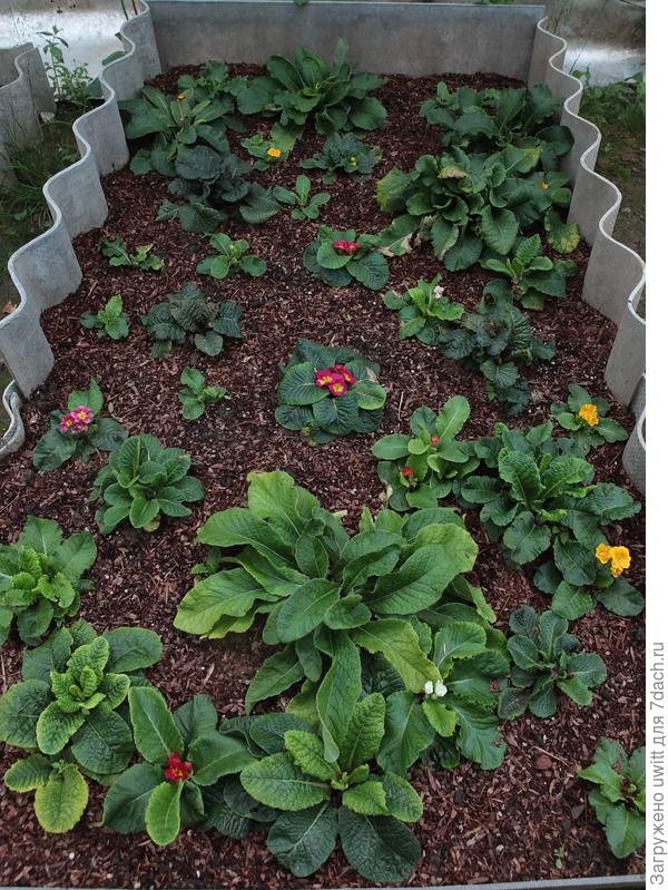 Зацветают сеянцы из семян посева января 2022