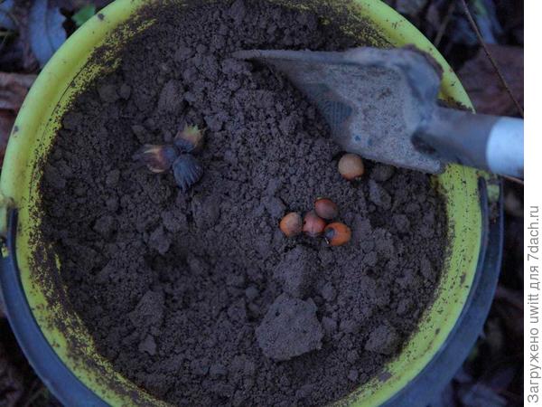 Земля из под орешника