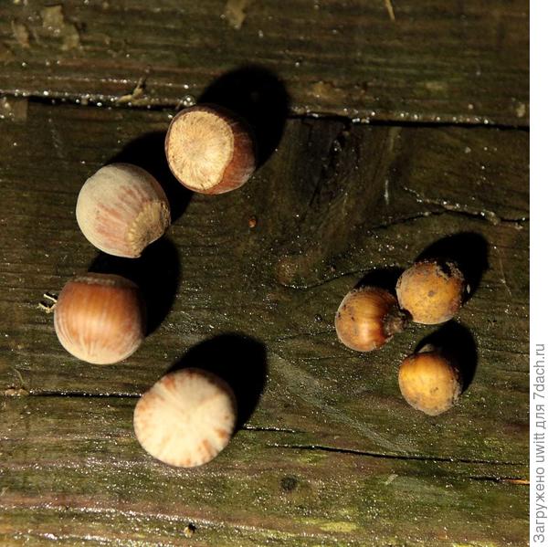 Магазинный фундук в ставнении с "природным"