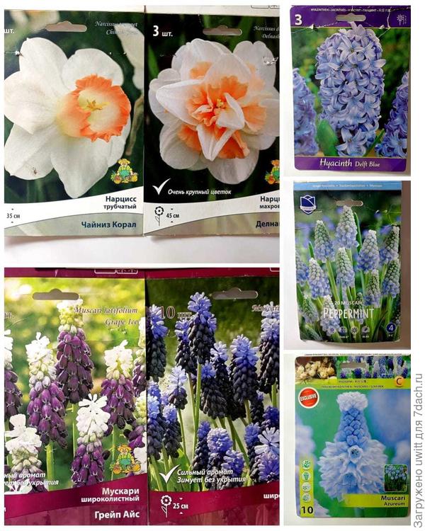 Луковичные