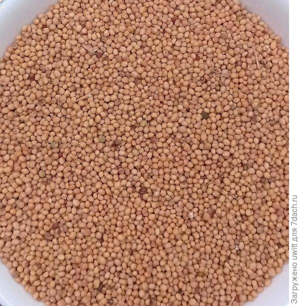 Белая горчица