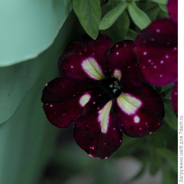 Lightning Sky летом