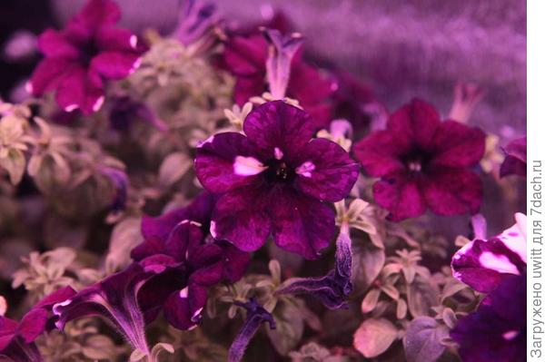 Черенки зацвели Lightning Sky дома под досветкой