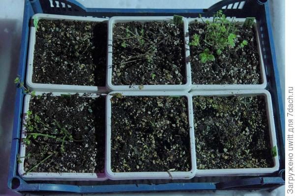 Перед прикопом в сугроб