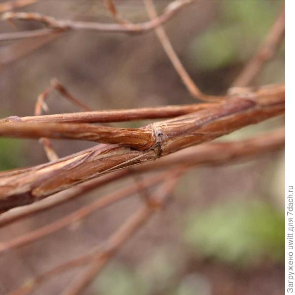 Весенние побеги