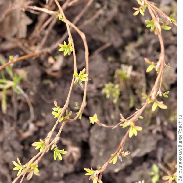 Начало вегетации