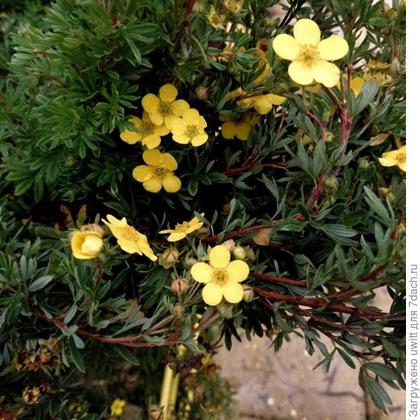 Лапчатка кустарниковая Голдфингер