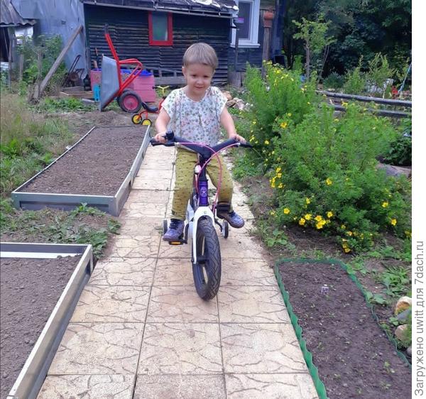 Бордюр из кустарниковой лапчатки Голдфингер