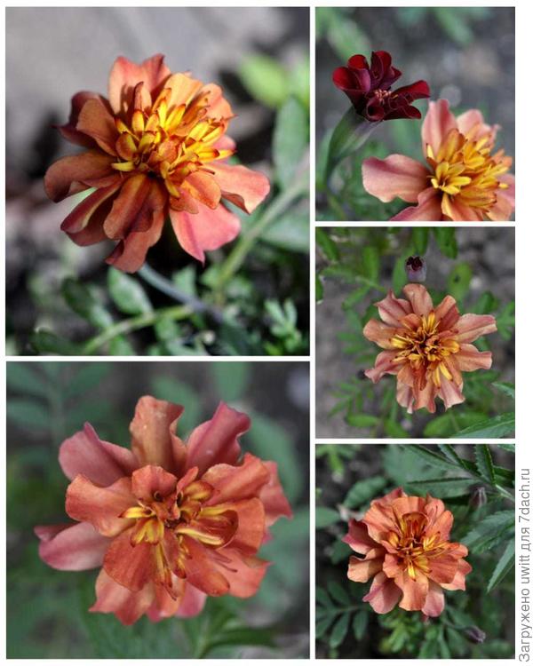 Бархатцы Клубничный блонд