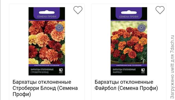 Бархатцы-хамелеоны