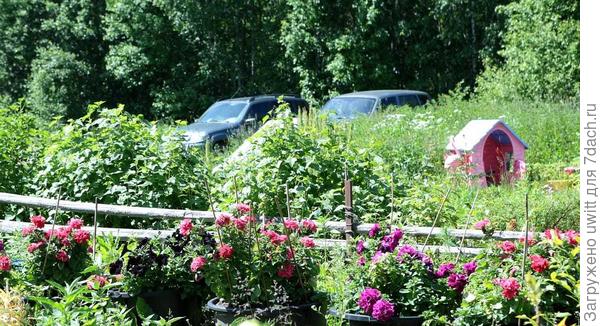 Начало цветения (мама им опоры поставила))) 5 июня