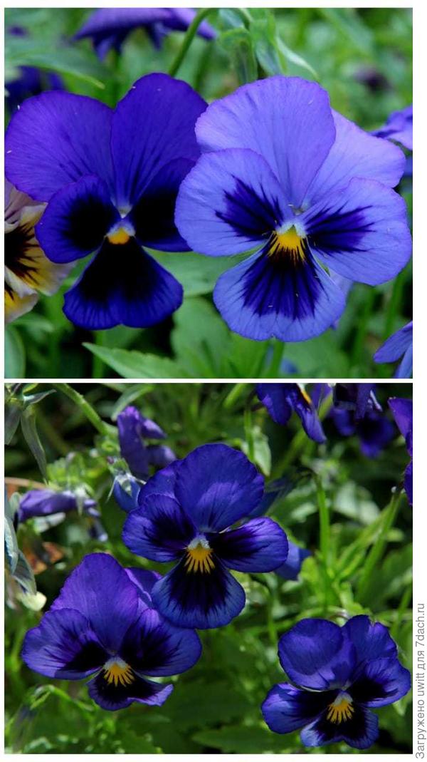 Альпензее (Гавриш)