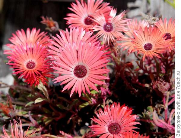 Мезембриантемум хрустальный