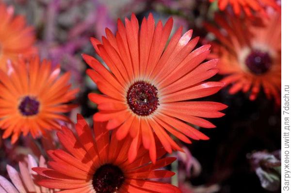 Мезембриантемум хрустальный