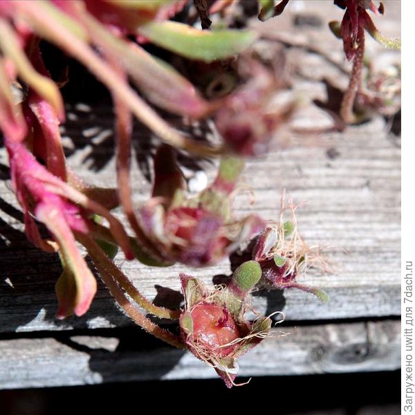 Мезембриантемум хрустальный семенная коробочка