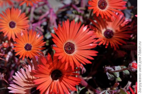 Мезембриантемум хрустальный